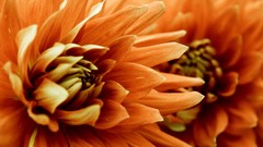 Nature Plants orange flowers