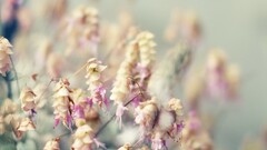 nature Plants outdoors Flowers