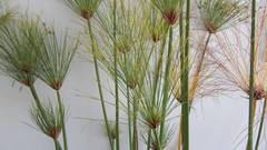 Nature Plants Portugal