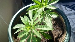 Nature Plants pot marijuana