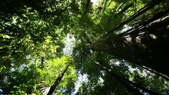 Nature Plants Rainforest