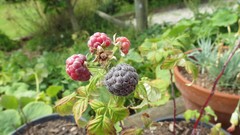Nature Plants raspberries