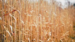 Nature Plants reeds bokeh