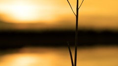 Nature Plants silhouettes sunlight blurred background