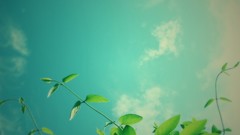 Nature Plants skyscapes