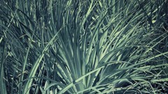 Nature Plants succulents