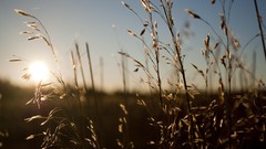 Nature Plants sunlight