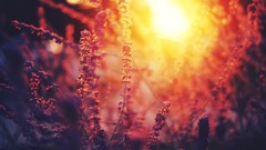 Nature Plants sunlight flora