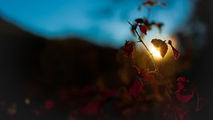 Nature Plants sunlight macro