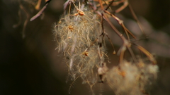 Nature Plants Thistles