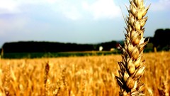 Nature Plants Triticum aestivum