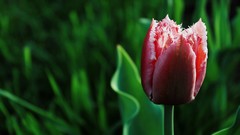 Nature Plants tulips