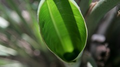 Nature Plants vision tunnels