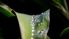 Nature Plants water drops