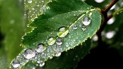 Nature Plants water drops