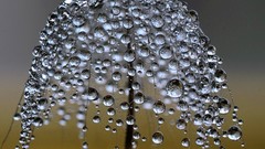 Nature Plants water drops