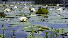 Nature Plants Water Lilies lakes lily pads