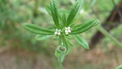 Nature Plants white flowers
