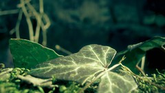 Nature Plants Wood ivy magical
