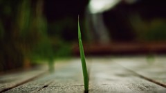 Nature Plants wooden floor