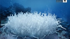 Nature plastic World Wildlife