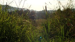 Nature Poland bieszczady