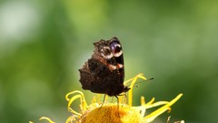 Nature pollen Butterflies yellow flowers
