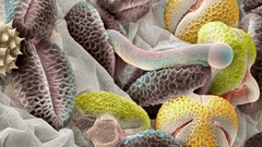 Nature pollen grain national geographic microscopic