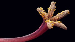 Nature pollen national geographic microscopic