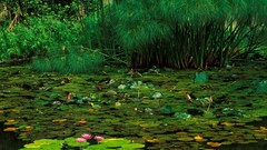 Nature pond Water Lilies lily pads maui (hawaii)