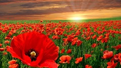 Nature Poppies