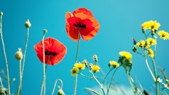 Nature Poppies bud yellow flowers blue skies red flowers 