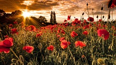 Nature Poppies red flowers