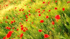 Nature Poppies red flowers