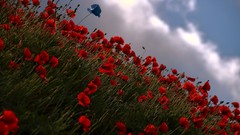 Nature Poppies red flowers