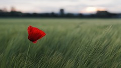 Nature Poppies red flowers