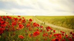 Nature Poppies red flowers