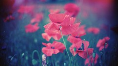 Nature Poppies red flowers