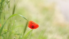 Nature Poppies red flowers