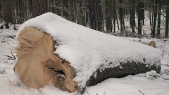 Nature preferable winter high