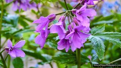Nature purple flowers