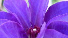 Nature purple flowers blue flowers