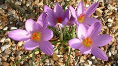 Nature purple flowers crocus