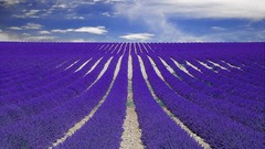 Nature purple flowers lavender fields