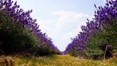 Nature purple flowers lavender path worms eye view