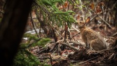Nature rabbits forests