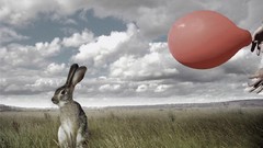 Nature rabbits funny