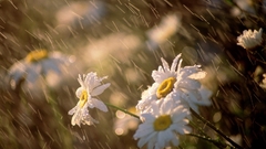 Nature rain Flowers Plants