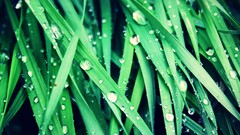 Nature rain grass Plants