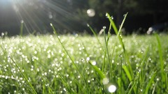 Nature rain grass sunlight
